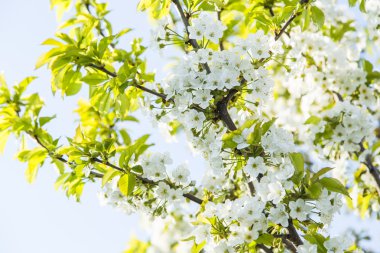 Çiçek açan nazik beyaz Erik çiçekleri