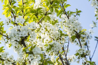 Bahar çiçek kiraz çiçek şube