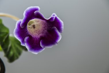 Mor gloxinia çiçek