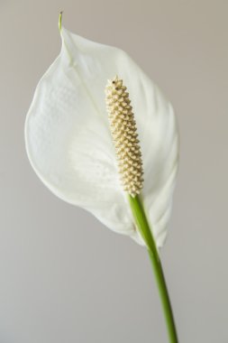 Beyaz arka plan üzerinde beyaz spatifilyum