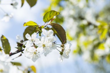 Çiçek açan nazik beyaz Erik çiçekleri