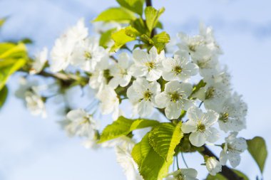 Çiçek açan nazik beyaz Erik çiçekleri