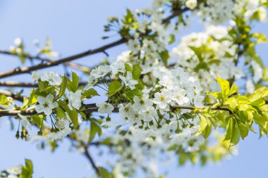 Mavi gökyüzüne karşı kiraz çiçekleri