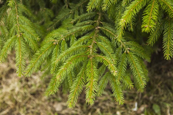 Branches of fir tree, spring in forest — Stock Photo, Image