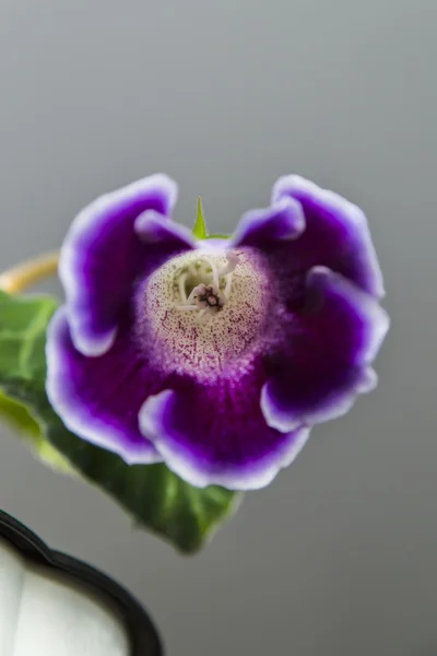 Krásné fialové květy Gloxinia — Stock fotografie