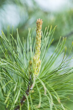 Çam ağacının genç lahanası