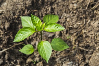 Peper fide sera içinde