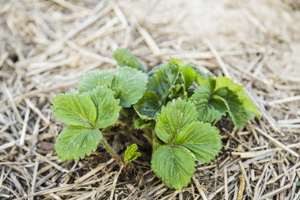 Cespuglio di fragole in primavera — Foto Stock