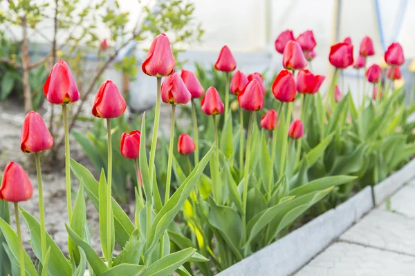 Grupo de tulipas vermelhas no parque — Fotografia de Stock