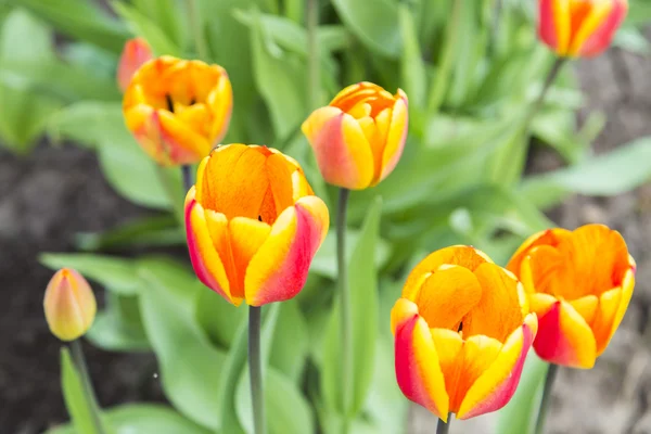 Grupo de tulipas laranja no jardim — Fotografia de Stock