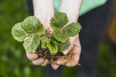 Taze genç bitki tutan çiftçi el