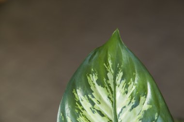 dieffenbachia yaprak yeşil.