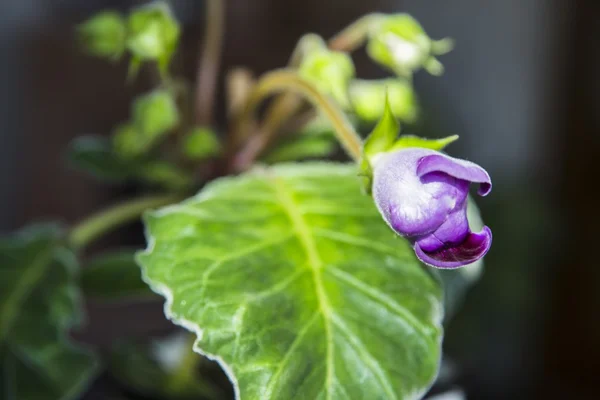 紫 Gloxinia の芽 — ストック写真