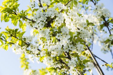 Bahar çiçek kiraz çiçek şube