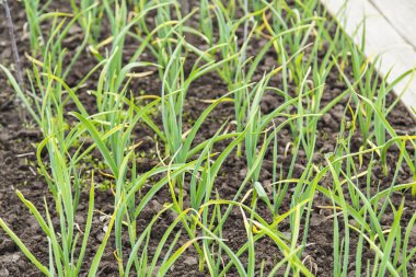 soğan plantasyon içinde sebze bahçesi