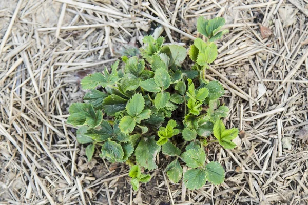 Cespuglio di fragole in primavera — Foto Stock