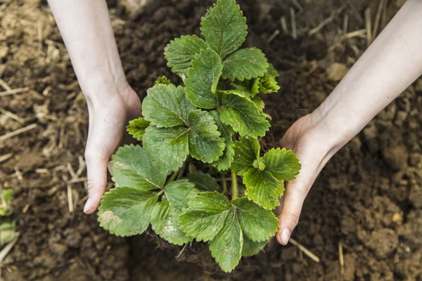 Kadın bahçede çilek tutan eller