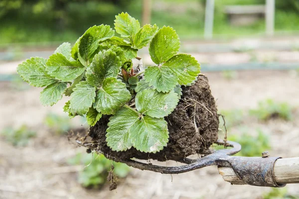Çilek bush eski dirgen