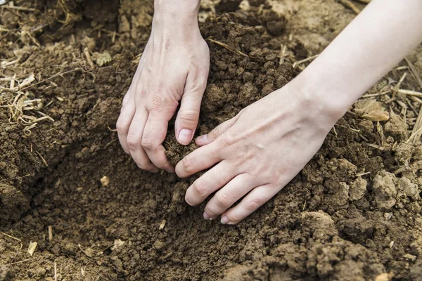 stock image Woman hands digging ground