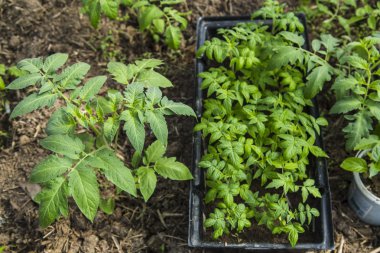 Genç domates fidesi