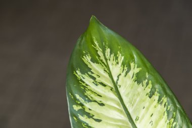Dieffenbachia seguine yaprak