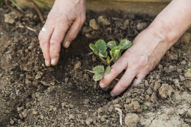 Genç çilek dikim çiftçi