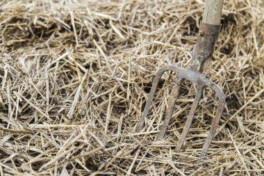 Yaşlı çiftçinin dirgen