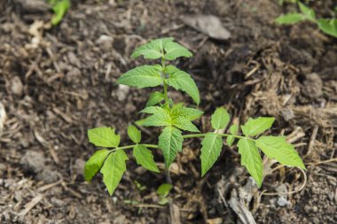 Peper fide sera içinde