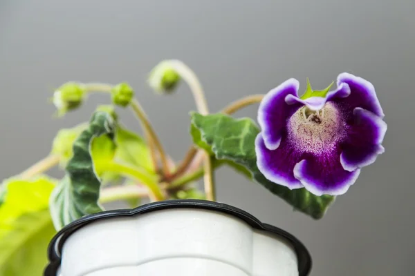 Květ fialový gloxinia — Stock fotografie