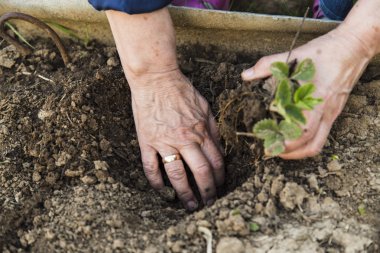Genç çilek dikim çiftçi
