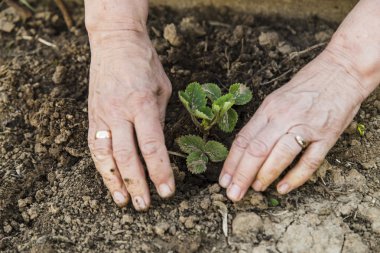 Eller kadın dikim küçük bitkiler