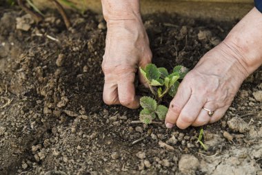 Genç çilek dikim çiftçi