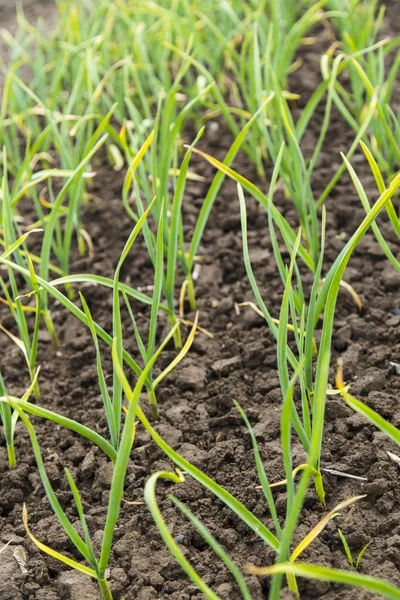 stock image Green onion plantation