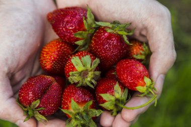 Erkek holding çilek eller