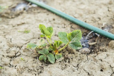 Tatlı su püskürtme yağmurlama ile bahçe hortumu