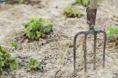 Çiftçiler dirgen toprağa