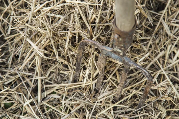 Yaşlı çiftçinin dirgen