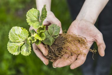 Kadın göstermek çilek bush kökleri