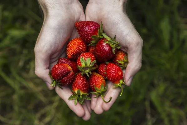 Mains masculines tenant des fraises — Photo