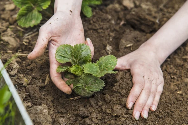 Gardener hands planting strawberry Stock Picture