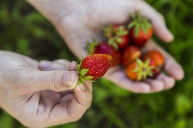 Erkek holding çilek eller