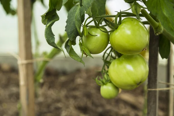 green tomatoes on tomato tree
