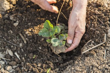 Eller kadın dikim küçük bitkiler