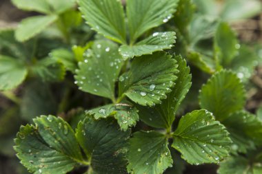 su damlaları ile çilek yaprağı