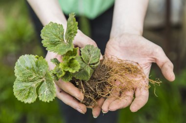 Kadın göstermek çilek bush kökleri