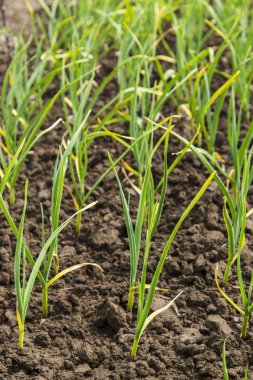 Satır alanında soğan