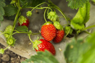 Taze kırmızı çilek çalısı
