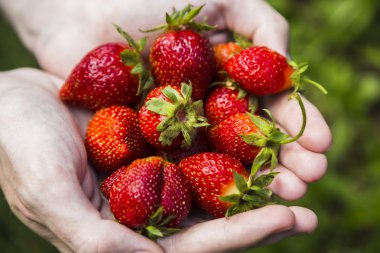 Erkek holding çilek eller