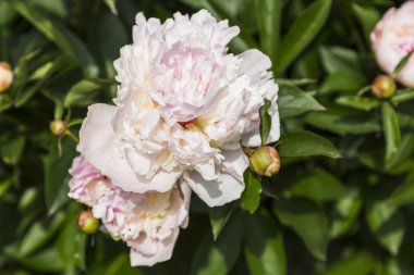 Güzel beyaz peonies