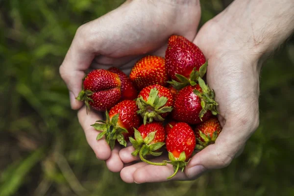 Erkek holding çilek eller